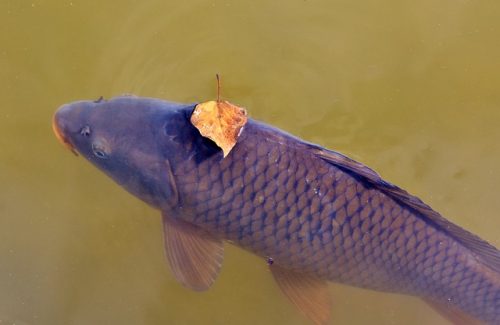 biomagnification will make fish nonedible food item