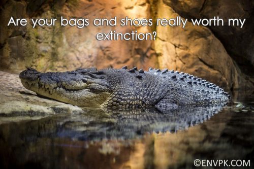 crocodile-alligators-skin-Importance-Biodiversity-Conservation-Ecosystem Restoration-Pictures-wallpaper-Environment