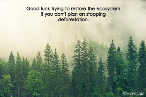 deforestation-forests-Importance-Biodiversity-Conservation-Ecosystem Restoration-Pictures-wallpaper-Environment