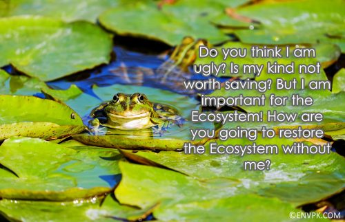 frog-Importance-Biodiversity-Conservation-Ecosystem Restoration-Pictures-wallpaper-Environment