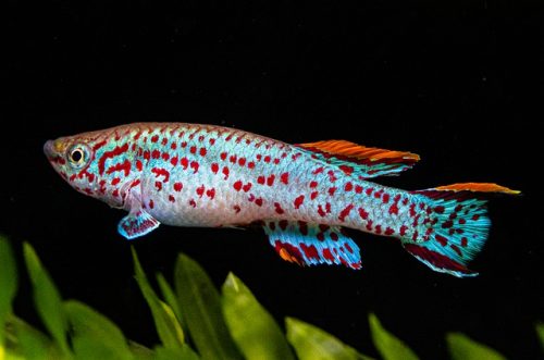 killifish