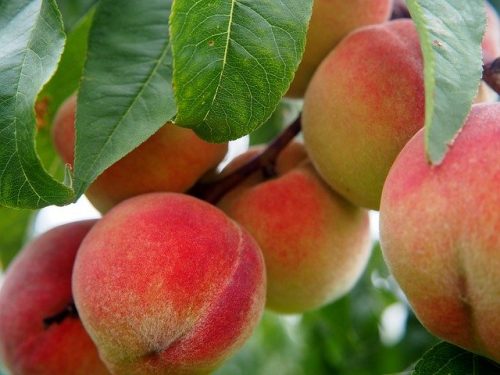 peaches are enriched with nutrients