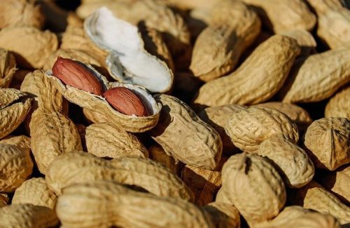 peanut plant is getting damaged by plant diseases.