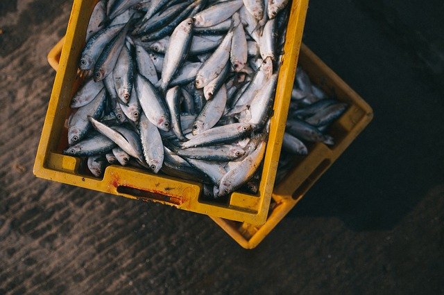 over fishing and fish stock depletion is threatening fish diversity and population