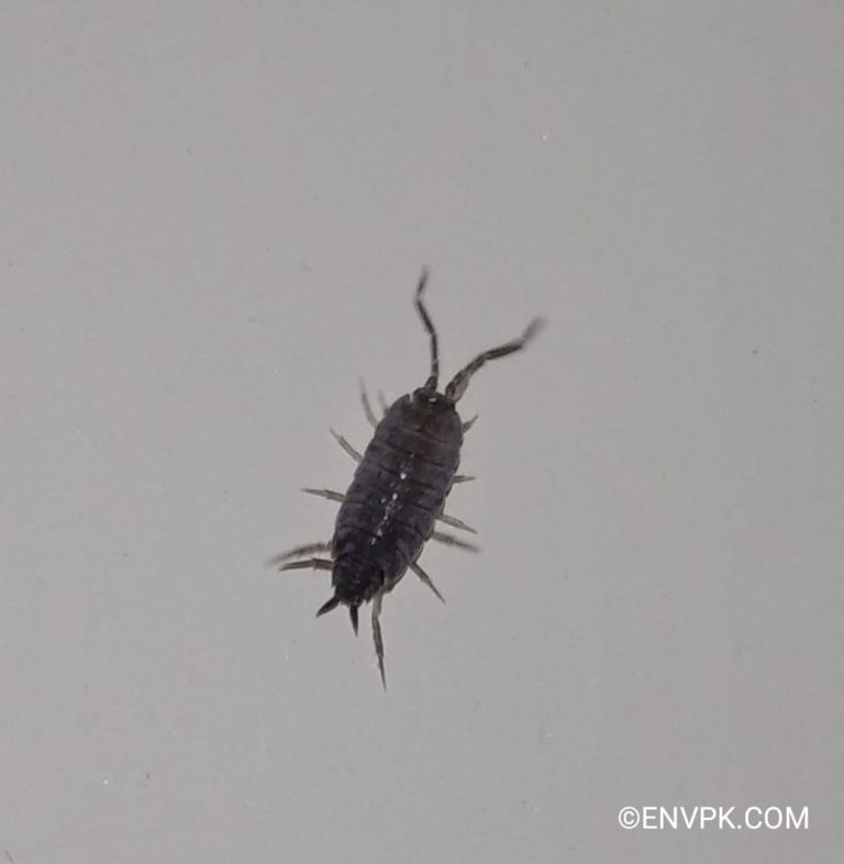 Pakastani Insects 25 Species of Insects That Are Found In Pakistan - ENVPK.COM
