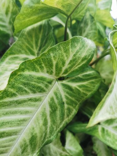 Syngonium podophyllum