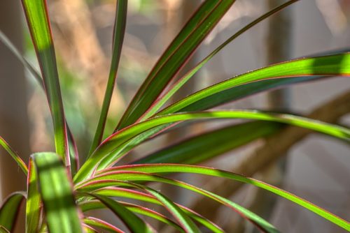 Dracaena fragrans