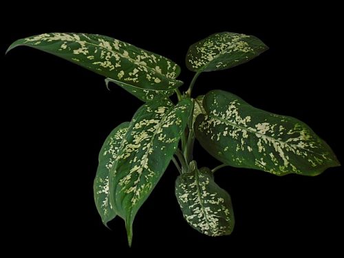 Dieffenbachia seguine