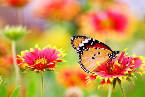 plain tiger butterfly Pakistan on flower