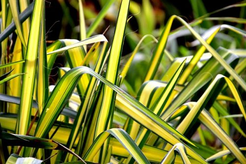 Chlorophytum comosum