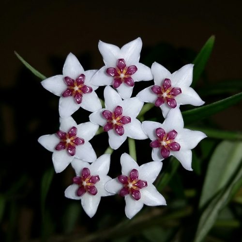 Hoya carnosa 