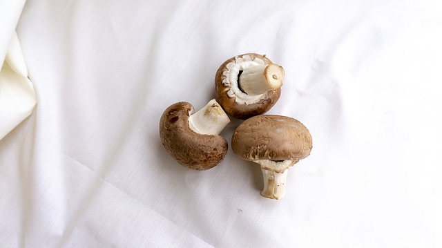 small scale mushroom farming in Pakistan