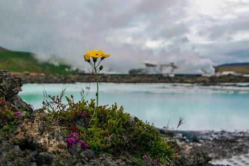 iceland geothermal seawater