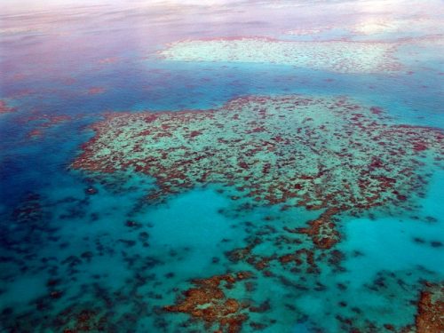 coral reefs