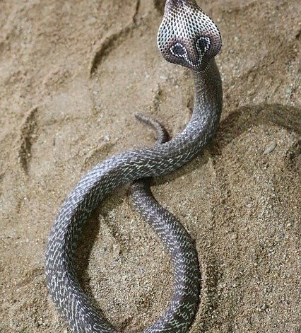 Cobra-snake-Pakistan-Naja-Naja