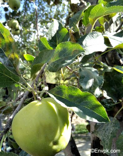Apple-Plants-in-Pakistan-scientific-local-name-picture