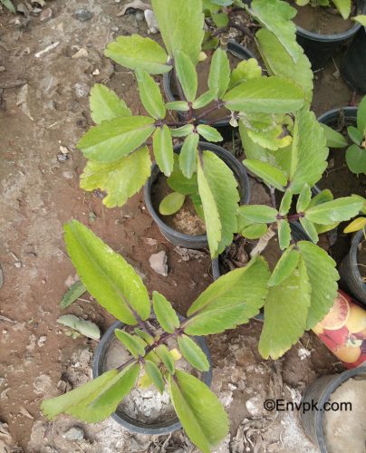 Life-Plant-Kalanchoe-pinnata-Plants-in-Pakistan-scientific-local-name-picture