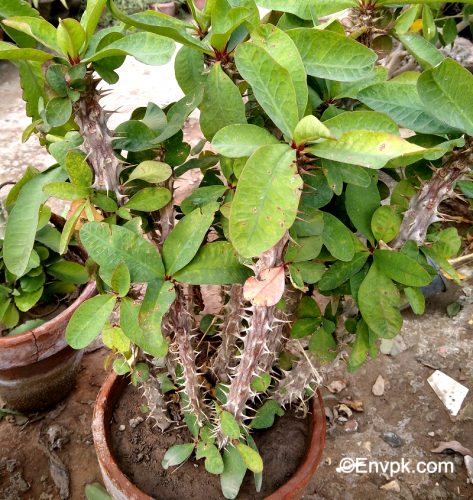 Crown-of-Thorns-Plants-in-Pakistan-scientific-local-name-picture-Euphorbia-milii