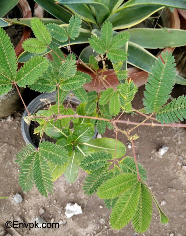 Plants of Pakistan With Names and Pictures Pakistani Flora