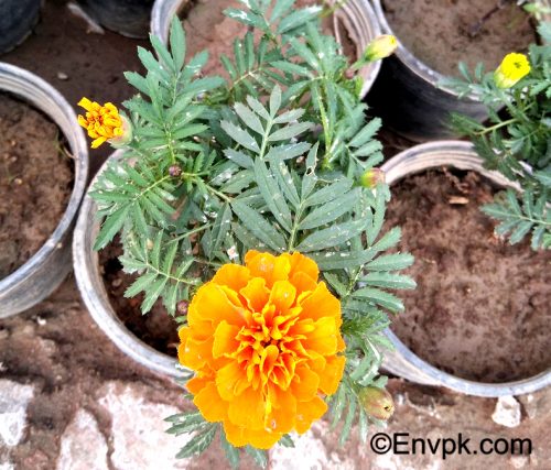 Marigold-Plants-in-Pakistan-scientific-local-name-picture