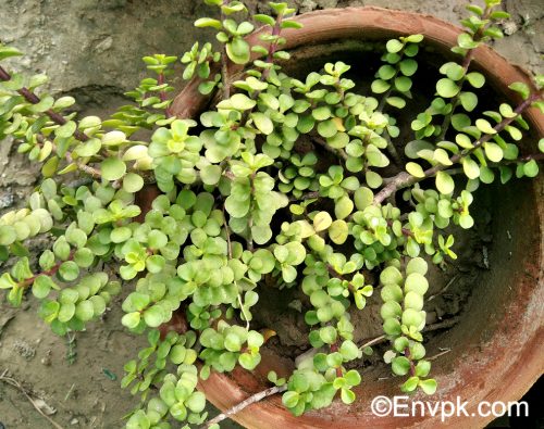 Dwarf-Jade-plant-Portulacaria-afra-Plants-in-Pakistan-scientific-local-name-picture-