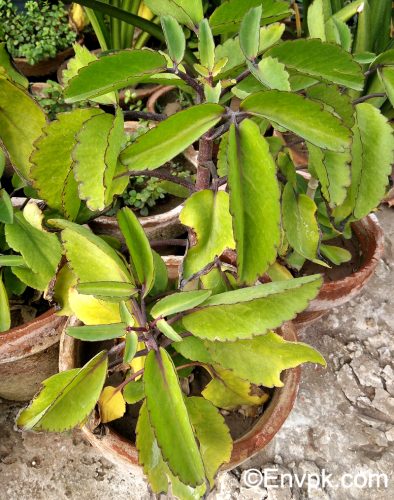 Life-Plant-Kalanchoe-pinnata-Plants-in-Pakistan-scientific-local-name-picture