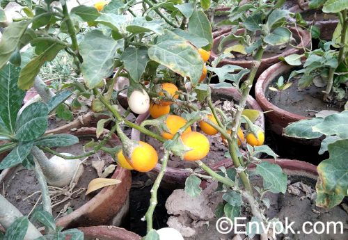 Yellow-Vietnamese-Eggplant-Solanum-macrocarpon-Plants-in-Pakistan-scientific-local-name-picture