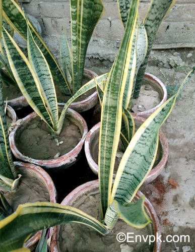 Snake-plant--Plants-in-Pakistan-scientific-local-name-picture