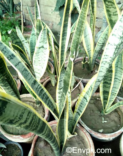 Snake-plant--Plants-in-Pakistan-scientific-local-name-picture