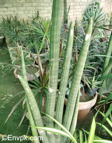 Cylindrical-Snake-Plants-in-Pakistan-scientific-local-name-picture