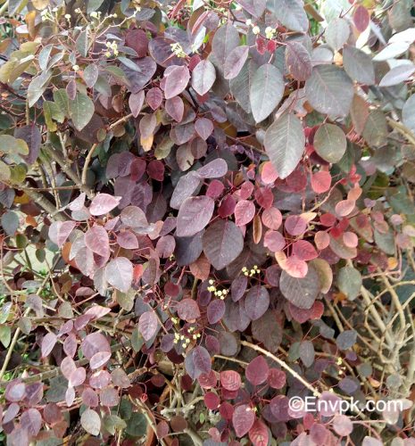 Smoketree-Spurge-Euphorbia-cotinifolia-Plants-in-Pakistan-scientific-local-name-picture