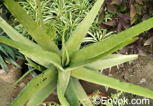 aloe-vera--Plants-in-Pakistan-scientific-local-name-picture