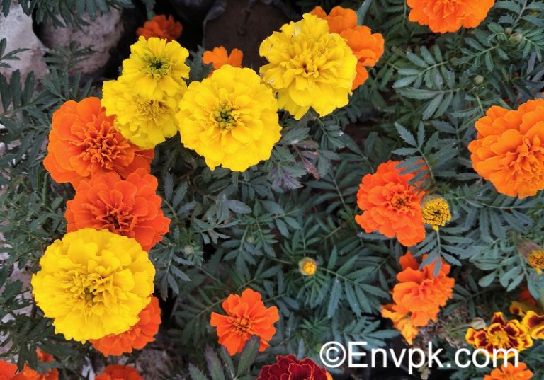 Plants of Pakistan With Names and Pictures Pakistani Flora