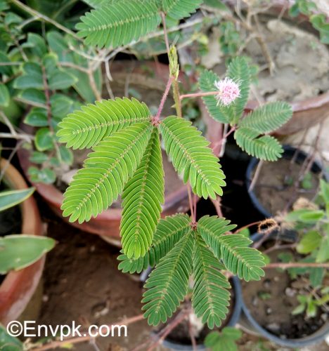 shameplant-choi-moi--Plants-in-Pakistan-scientific-local-name-picture