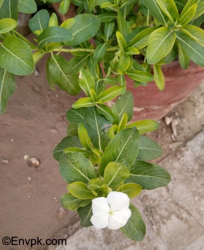 white-Periwinkle -Catharanthus-roseus-Plants-in-Pakistan-scientific-local-name-picture