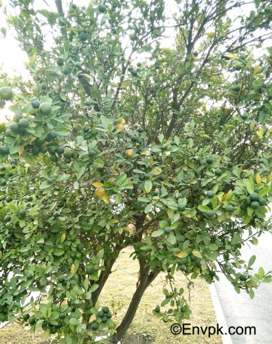 Lemon-Citrus-Plants-in-Pakistan-scientific-local-name-picture