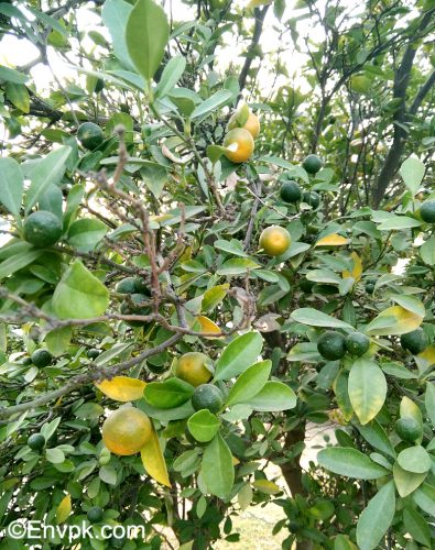 Lemon-Citrus-Plants-in-Pakistan-scientific-local-name-picture