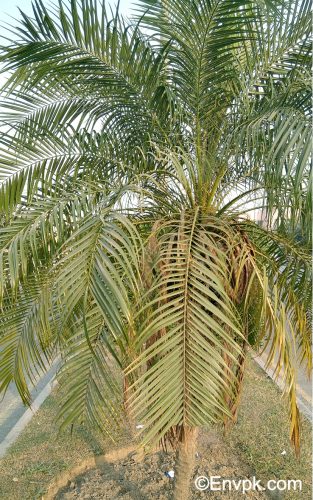 Pygmy-Date-Palm-Plants-in-Pakistan-scientific-local-name-picture