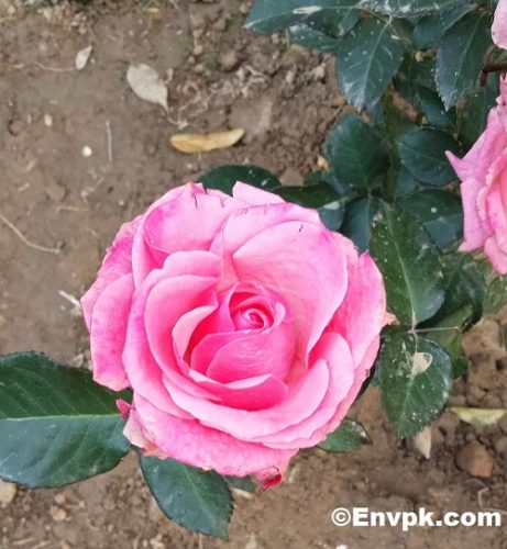Rose-Rosa-Indica-Plants-in-Pakistan-scientific-local-name-picture