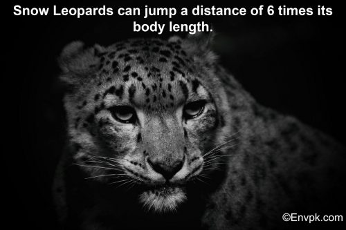 snow-leopard-interesting-facts-pictures
