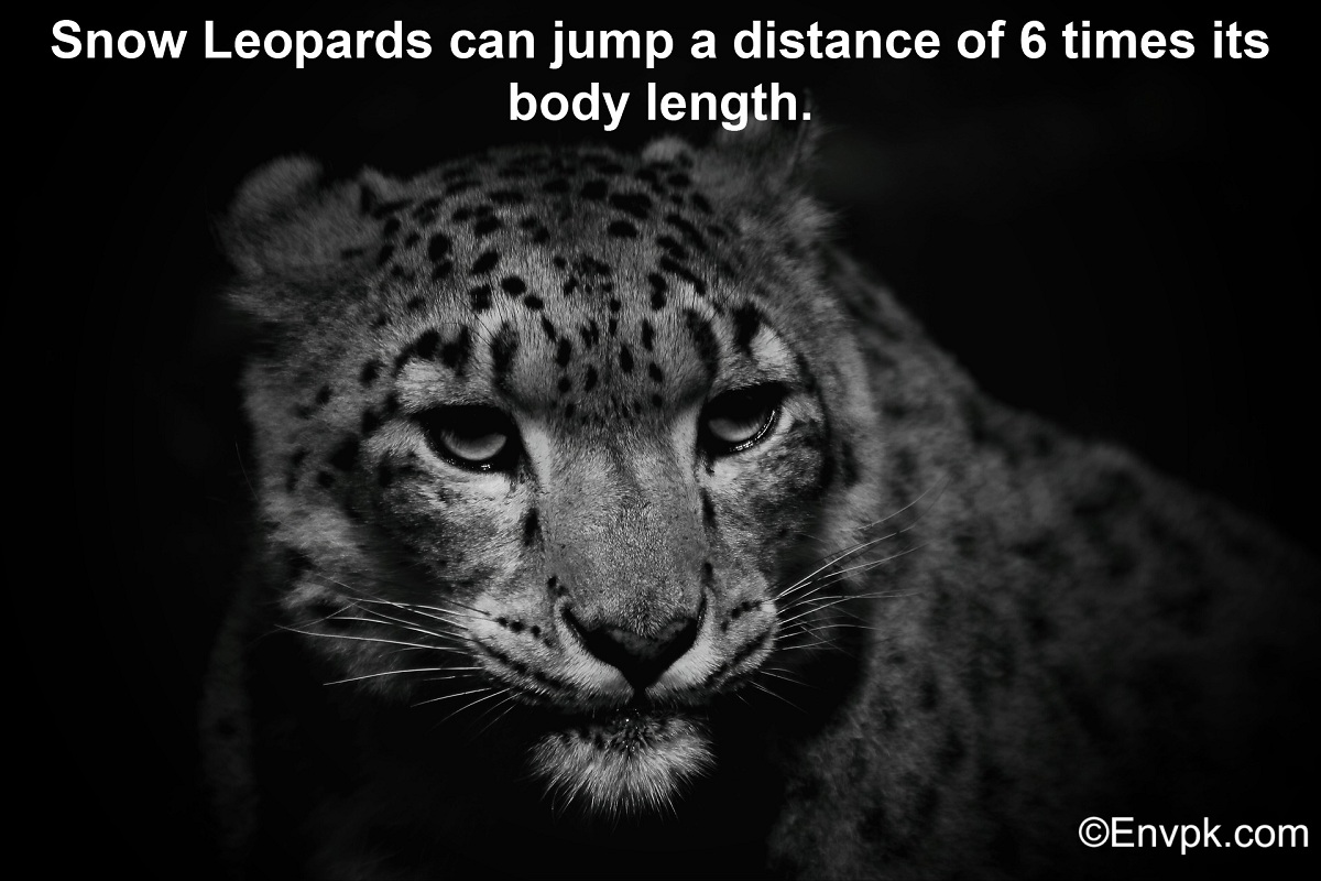15 Interesting Cool Facts About Snow Leopards (In Pictures)