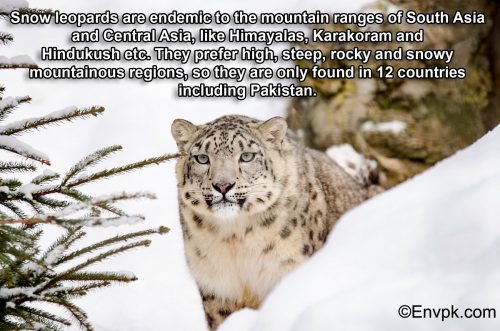 snow-leopard-interesting-facts-pictures