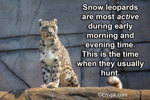 snow-leopard-interesting-facts-pictures