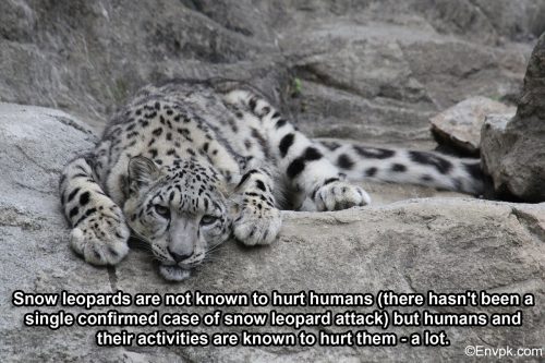 snow-leopard-interesting-facts-pictures