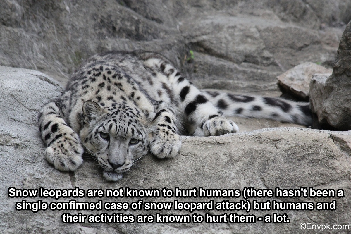 15 Interesting Cool Facts About Snow Leopards (In Pictures)