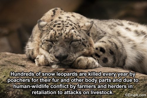 snow-leopard-interesting-facts-pictures