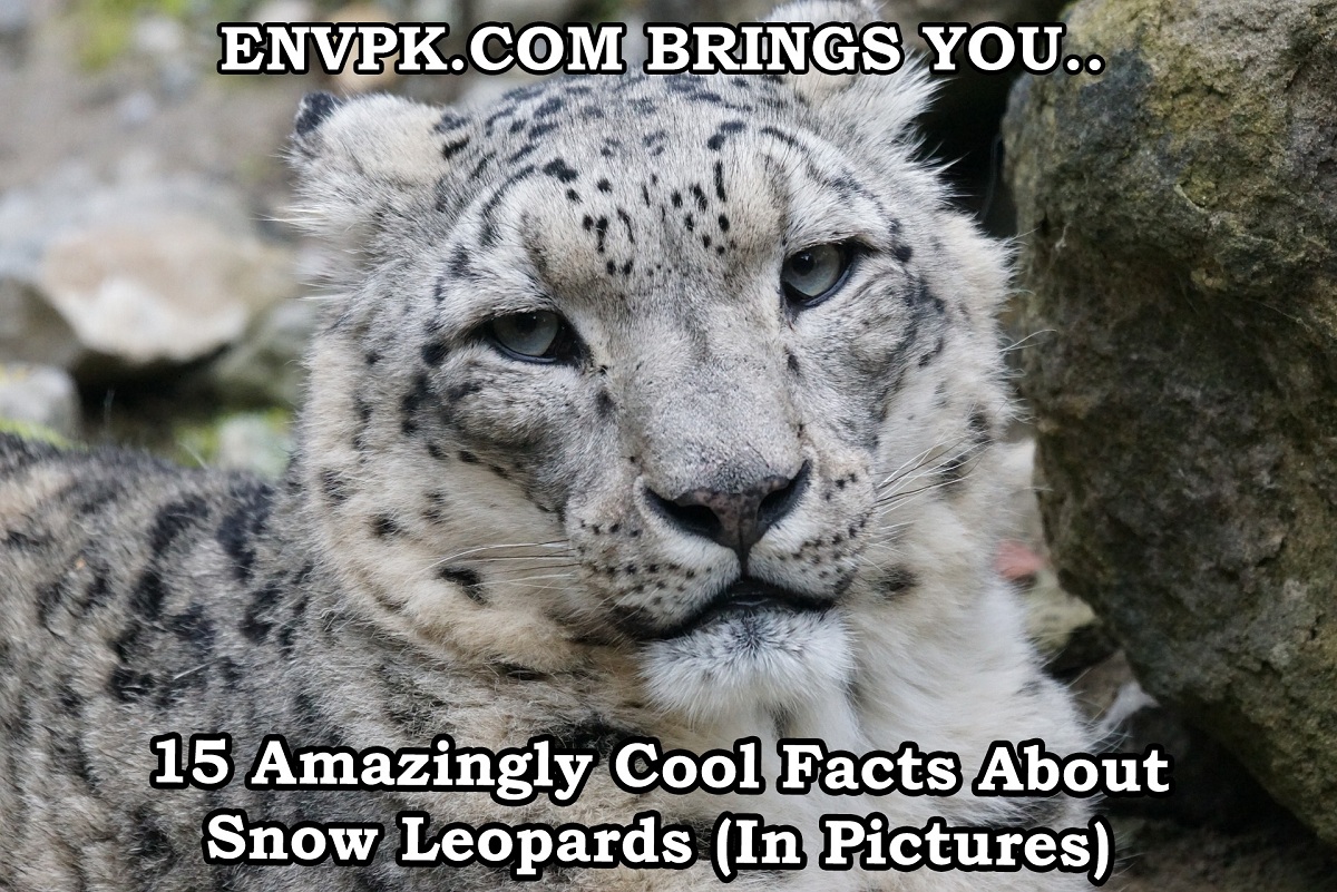 15 Interesting Cool Facts About Snow Leopards (In Pictures)
