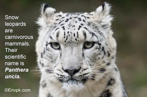 snow-leopard-interesting-facts-pictures