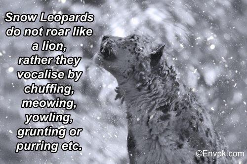 snow-leopard-interesting-facts-pictures