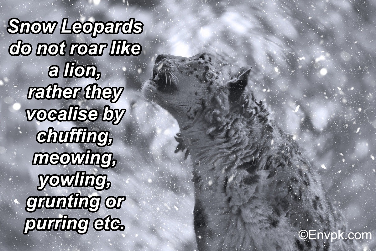 15 Interesting Cool Facts About Snow Leopards (In Pictures)